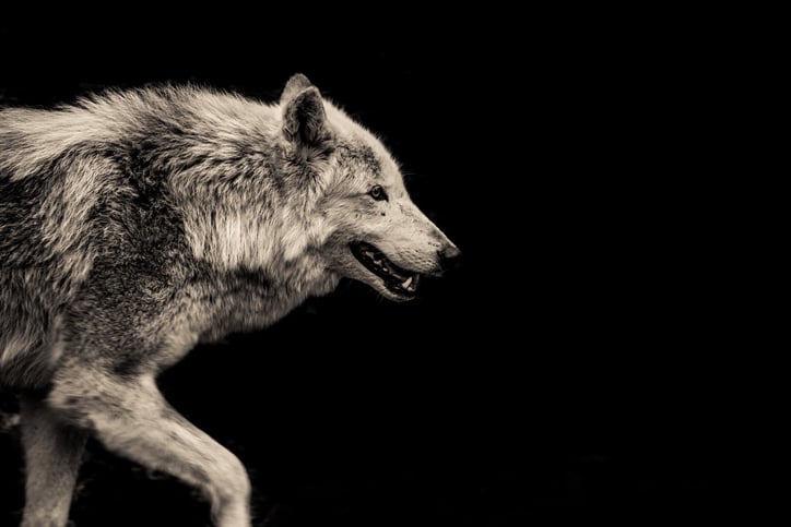 Walking Grey Wolf