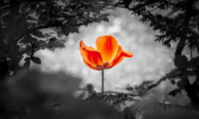 The flower is a symbol for the power of life and soul and the strength beyond grief and sorrows. It also symbolizes the healing of stress or burnout.
