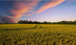 Swapping Town Life for Rural Village Life Is Life Changing