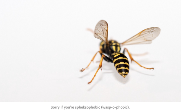 wasp e1586140236436