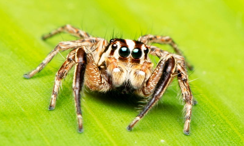 We Need to Talk About Spider Conservation - The Good Men Project