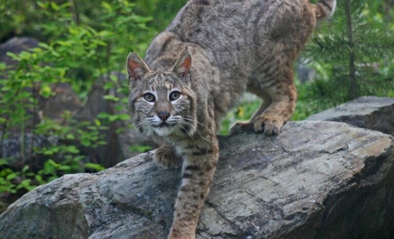 Species Spotlight: The Bobcat — Hunted for Its Beauty - The Good Men ...