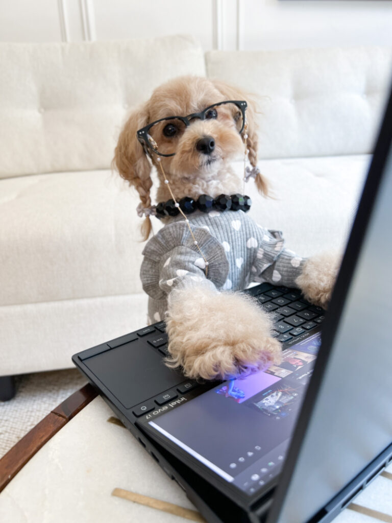 NoodlesThePooch A Cute Maltipoo Influencing Other Social Media