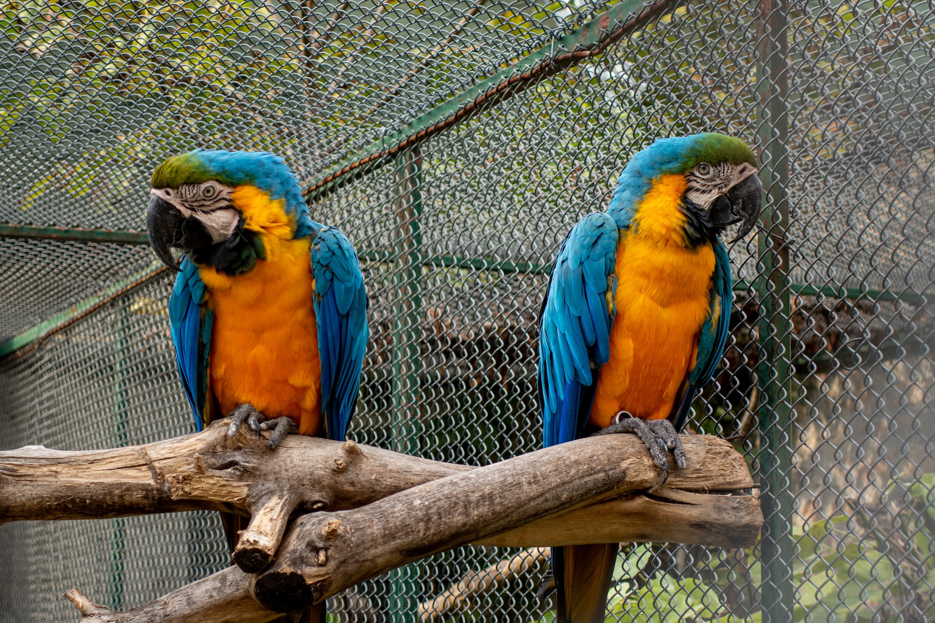 photo shows two macaws on the same perch but with a space between them, and looking away from one another.