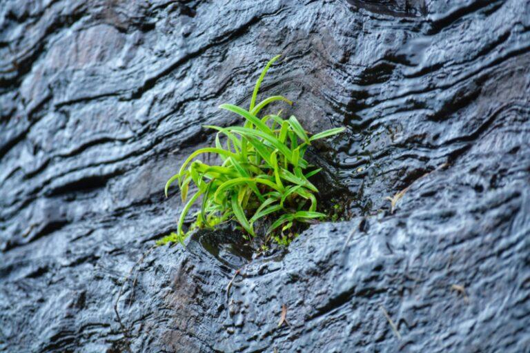 Image shows a plant determined to grow from a crevice of the wall of black rock.