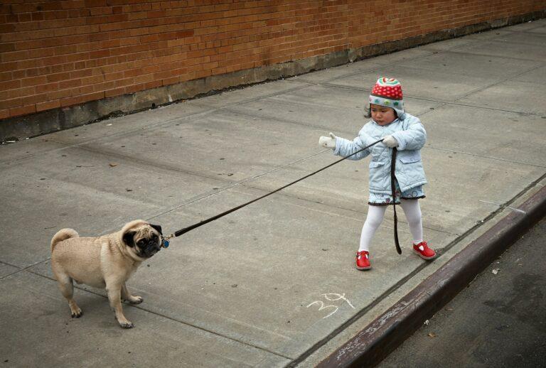Toddler pulls a pug dog on a leash. The dog resists and the child is determined. They are alone in the frame of the photo, near the curb of a large sidewalk bordering a red brick building. The child wears a powder blue jacket, white leggings, red shoes and a red hat.