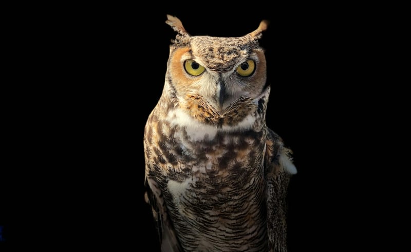 The Gift of Animal Totems