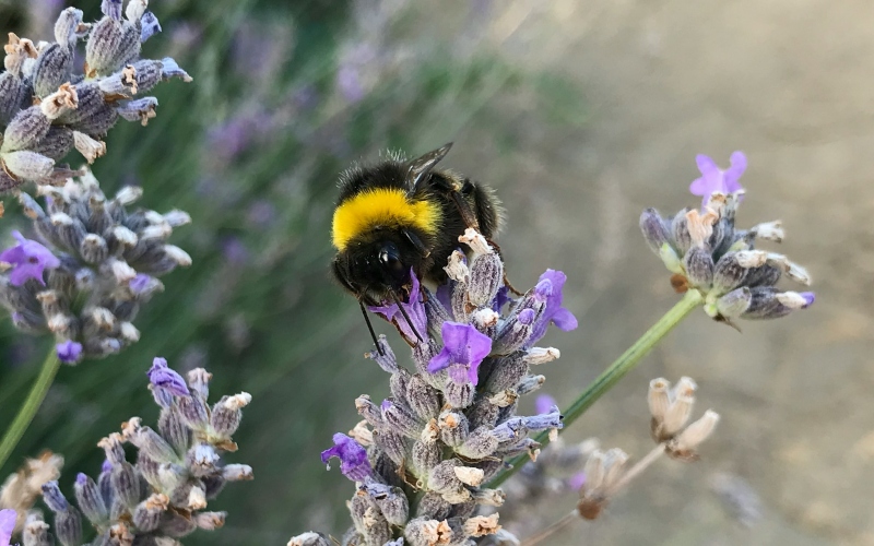 Losing Pollinator Insects Puts Human Health at Risk