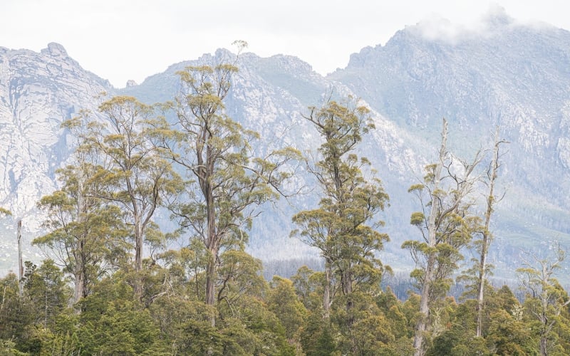 Long Dubbed a ‘Climate Refuge,’ Warming Tasmanian Forests Need Our Help