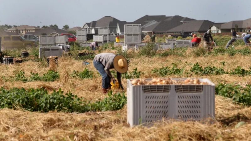 Parkinson’s Disease Is Consistently Linked to Pesticide Exposure. Farmworkers — and Nearby Communities — Are at Risk in Texas’s Rio Grande Valley.