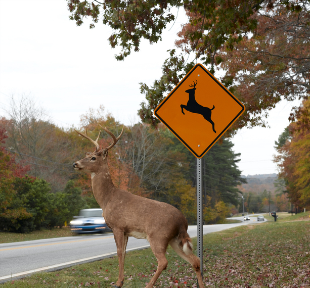 The Long and Winding Road to Safe Highways: Inside the Global Movement to Reconnect Habitat