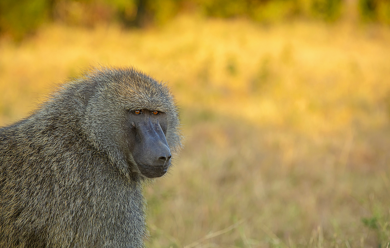In South Africa, a Village Learns to Live With Baboons — But It May Be the Exception