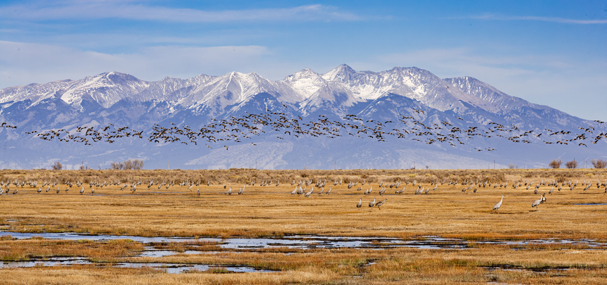 Sandhill Cranes Bring Tourists to Rural Colorado, but Drought Threatens Both Wildlife and Business
