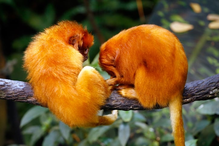 The Global Trafficking Ring Preying on a Rare Golden Monkey From Brazil