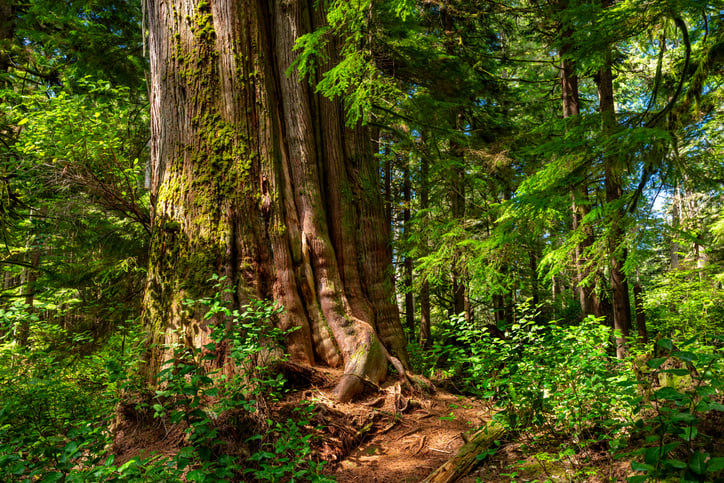 Forest Protection Equals Climate Protection