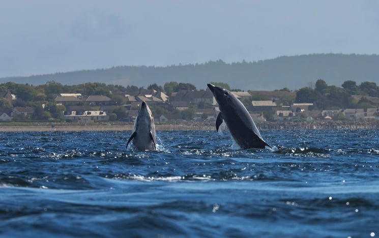Global Ocean Faces 'Deepening Crisis,' but Governance Is Improving: UN Report