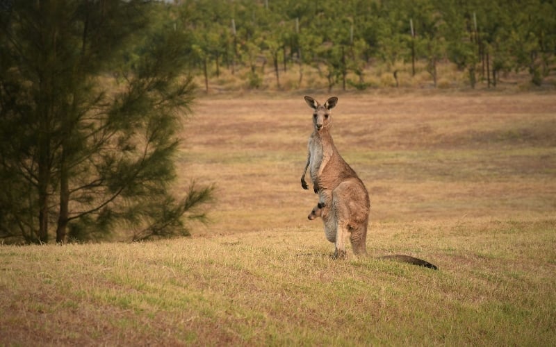 Australia Is Failing to Meet Its Environment Targets, Argues Ecologist