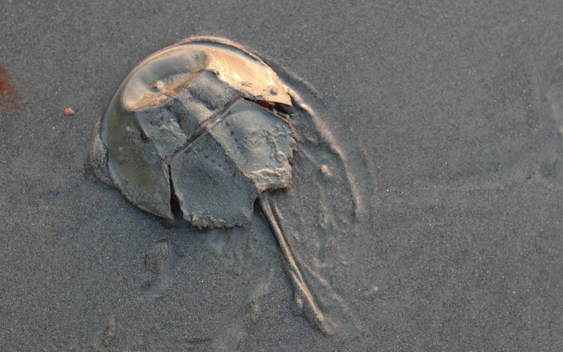 Why the U.S. Still Bleeds Horseshoe Crabs Despite a Lab-Made Alternative