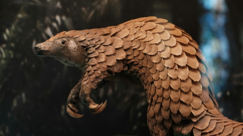 Bangladesh, Scientists Learn What Happens After Rescued Pangolins Return to the Wild