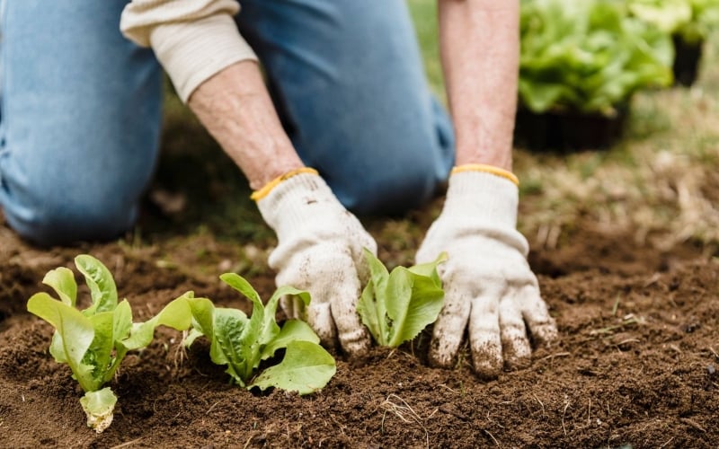 New Jersey Lawmakers: Do We Have the Right to Garden?