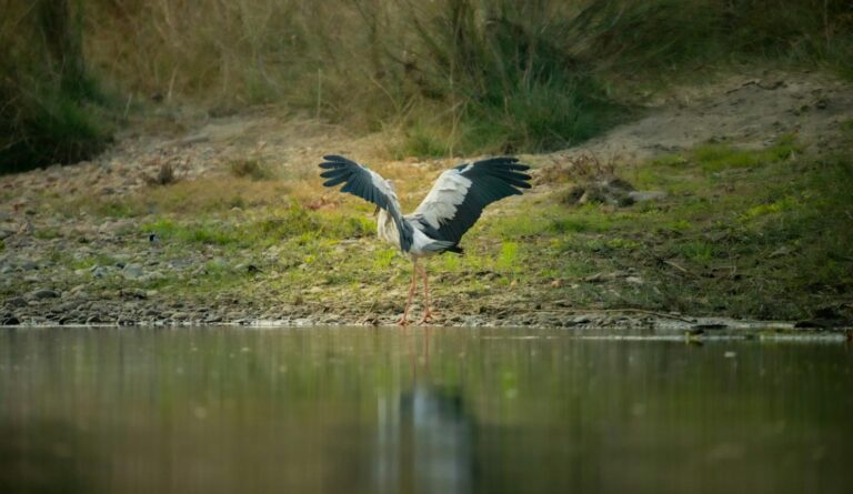 A stork spreading its wings at the water's edge in a South Sudan wetland