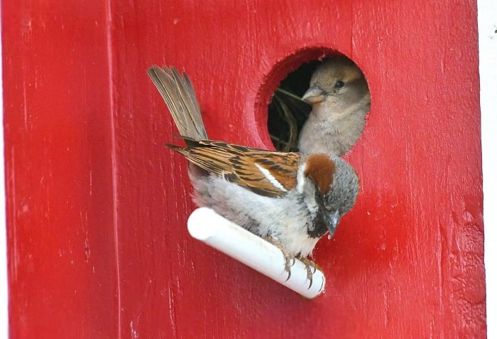 Help Things Needed 10 Things Anyone Can Do to Help Wildlife Survive Any Time of the Year ...