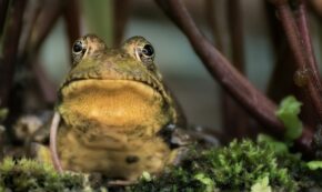 A green and brown frog sitting on grass