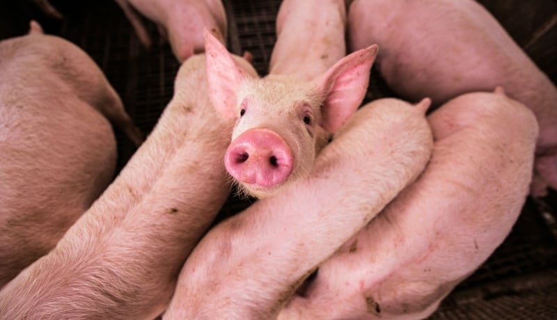 AI Images Can Obscure the Reality of Factory Farms